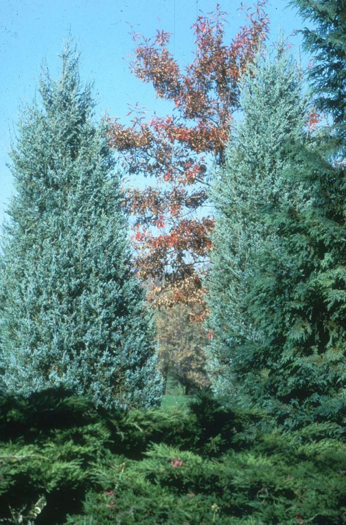 Juniperus scopulorum 'Blue Haven'