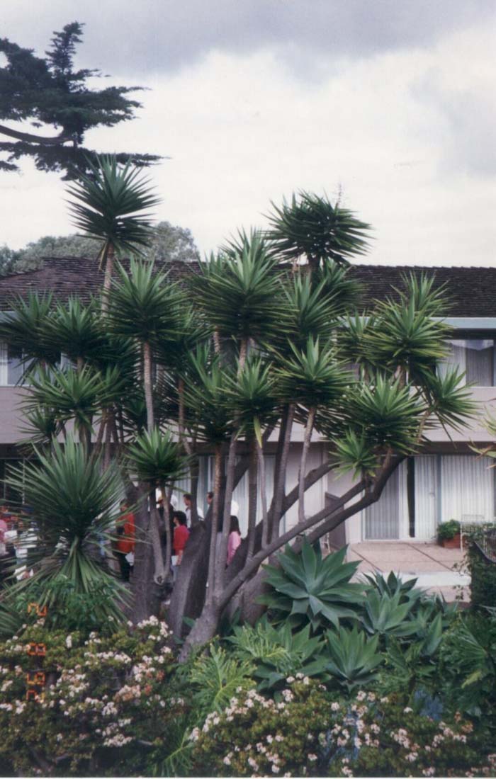 Gloriosa or Soft-Tip Yucca, Spanish