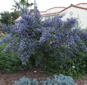 Blue Native's Garden
